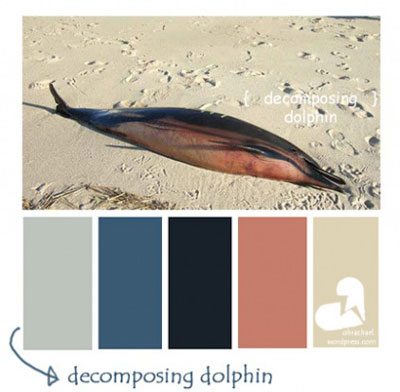 decomposing dolphin color palette