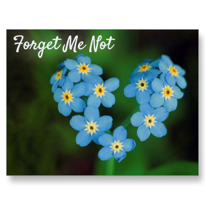 Forget me not flower