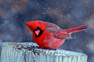 Cardinal-in-the-Snow