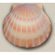 Sand Shell Deep Water Bio Urn Sand Shell Deep Water Bio Urn