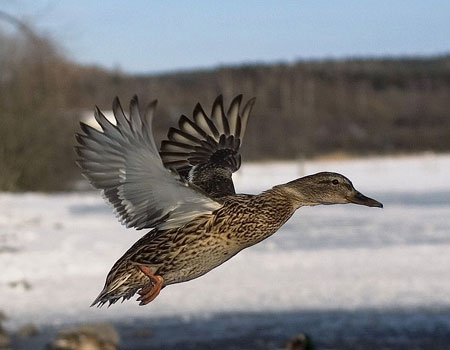 duck mallard duck