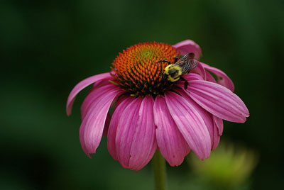 purple coneflower purple coneflower