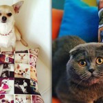 Pet Memorial Pillow
