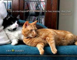 Life Happens Cats