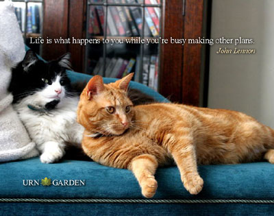 Life Happens Cats