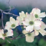 dogwood flowers