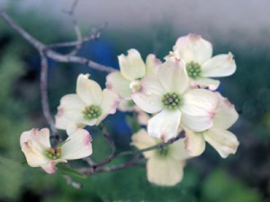dogwood flowers