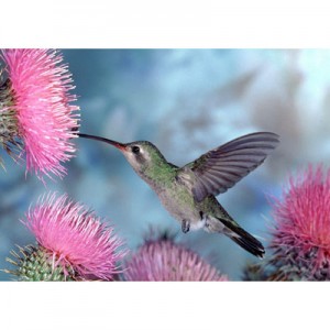 hummingbird