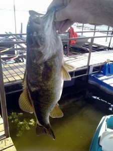 smallmouth bass