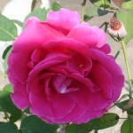 vintage rose