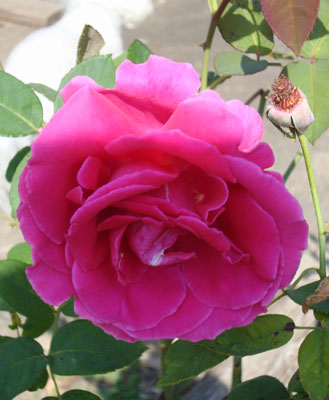 vintage rose