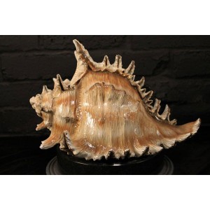 shell cremation urn for ashes