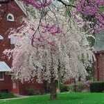 weeping cherry tree memorial