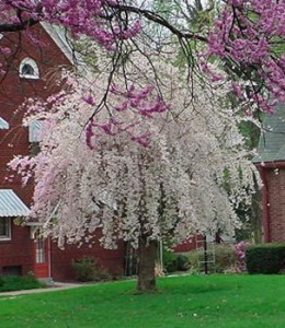 weeping cherry tree memorial