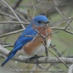 blue bird inspirational quote
