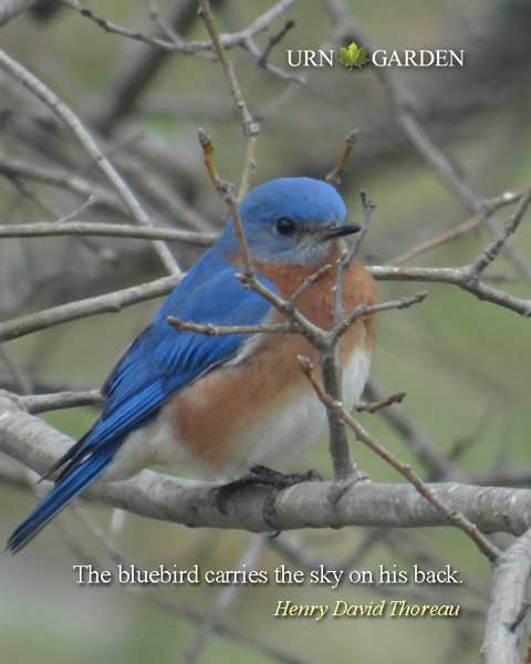 blue bird inspirational quote