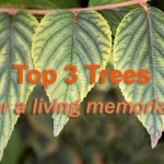 Dogwoods for living memorial