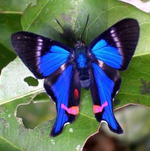 blue butterfly