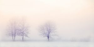 Bare trees amid snow
