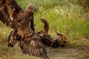 Eagle and Fox battle