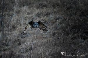 barn owl in flight