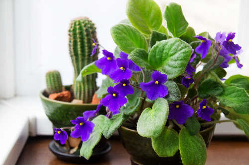 african violets