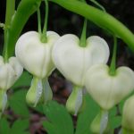 white bleeding heart