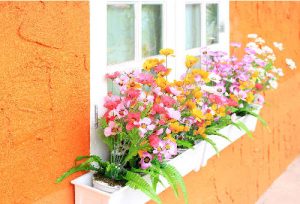 window box flowers