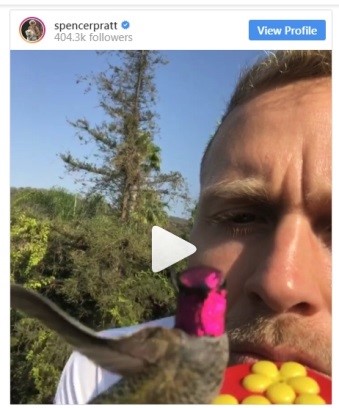 spencer pratt hummingbird