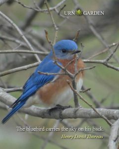 bluebird inspirational motivational quote