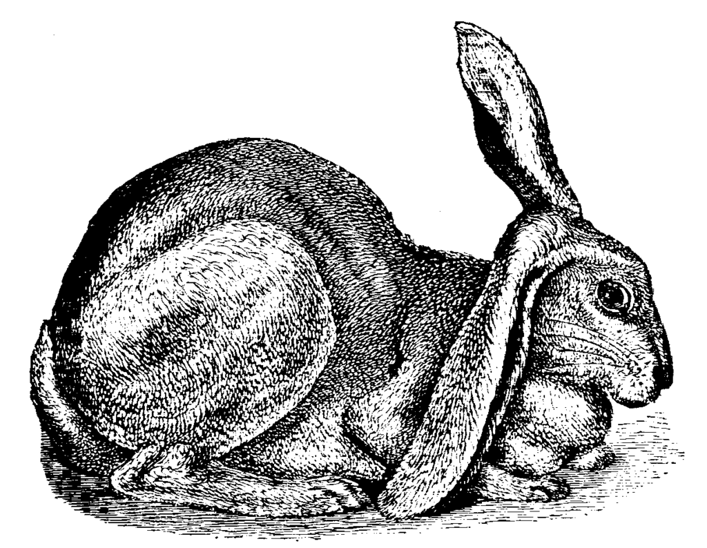 lop ear bunny sketch Charles Darwin