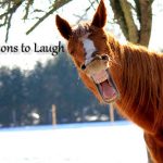 10 reasons to laugh laughing horse