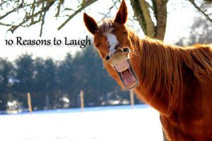 10 reasons to laugh laughing horse