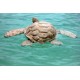 Biodegradable Turtle Urn for Water Burial