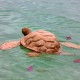 Biodegradable Turtle Urn for Water Burial