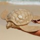 Biodegradable Turtle Urn for Water Burial Biodegradable Turtle Urn for Water Burial