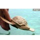 Biodegradable Turtle Urn for Water Burial