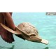 Biodegradable Turtle Urn for Water Burial Biodegradable Turtle Urn for Water Burial
