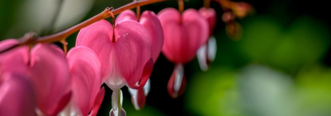 Planting a Memorial Garden: Bleeding Hearts Planting a Memorial Garden: Bleeding Hearts