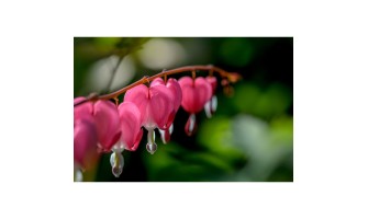 Planting a Memorial Garden: Bleeding Hearts