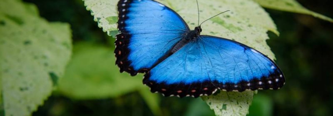 Memorial Garden Idea: Butterfly Bush