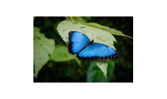 Memorial Garden Idea: Butterfly Bush