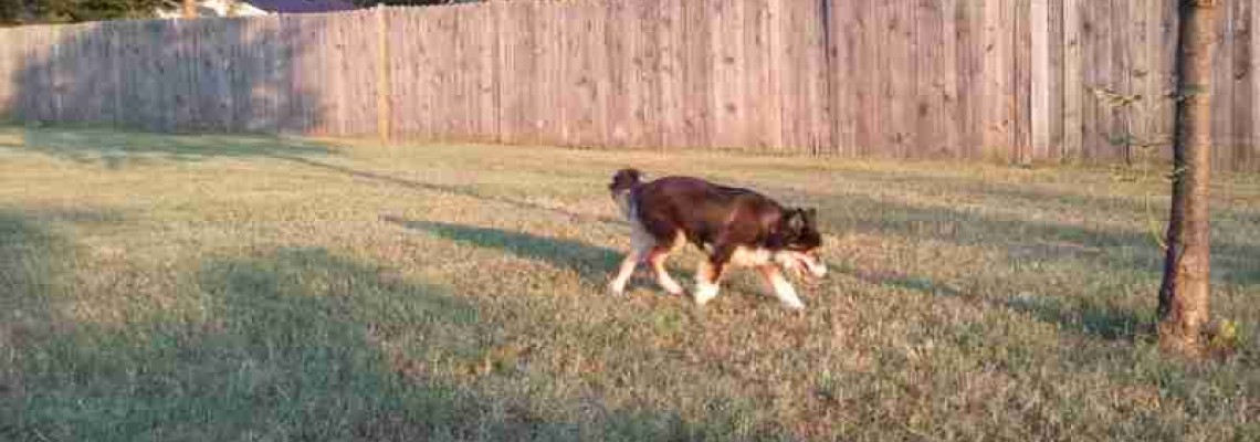 Coping With the Loss of a Pet Coping With the Loss of a Pet