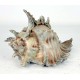 Bronze Sea Shell Cremation Urns