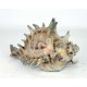Bronze Sea Shell Cremation Urns Made in USA Bronze Sea Shell Cremation Urns
