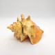 Small Conch Sea Shell Keepsake Urn Small Conch Sea Shell Keepsake Urn