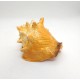 Small Conch Sea Shell Keepsake Urn Small Conch Sea Shell Keepsake Urn