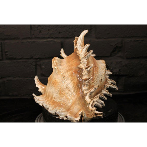 Bronze Sea Shell Cremation Urns Made in USA Bronze Sea Shell Cremation Urns