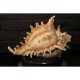 Bronze Sea Shell Cremation Urns Made in USA Bronze Sea Shell Cremation Urns
