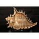 Bronze Sea Shell Cremation Urns Made in USA Bronze Sea Shell Cremation Urns